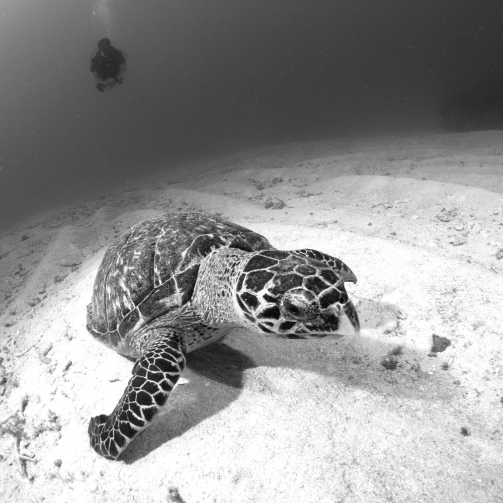 cruise-ship-GALLERY IMAGE 1