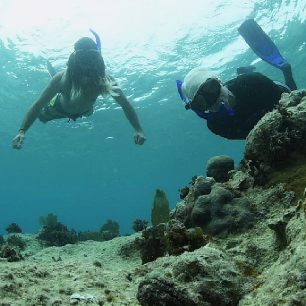 advanced-snorkeling-gallery image 5